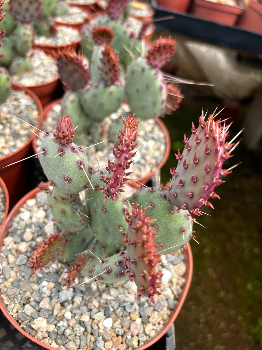 Opuntia Santa Rita Red Prickly Pear Cactus Live Plant 4 inch Pot Outdoor - Image 6