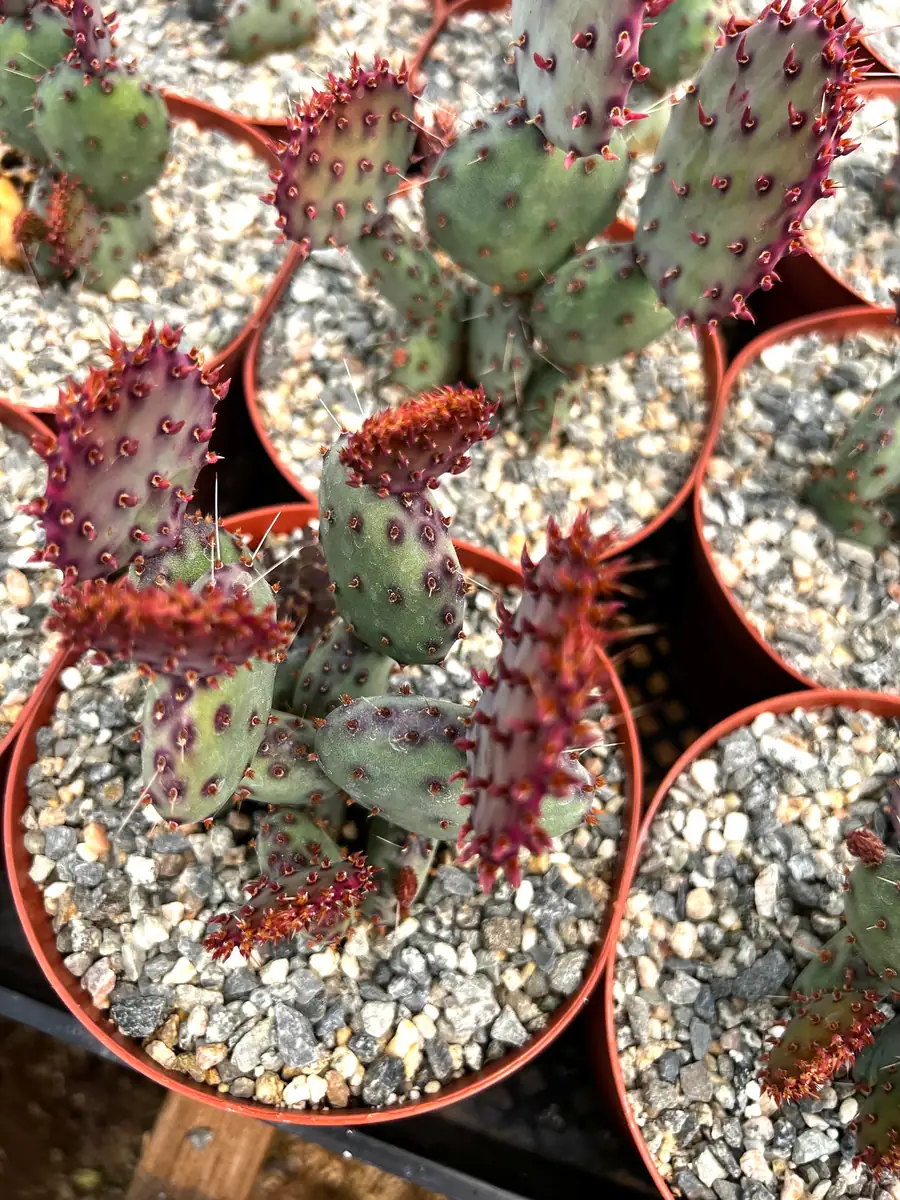 Opuntia Santa Rita Red Prickly Pear Cactus Live Plant 4 inch Pot Outdoor - Image 7