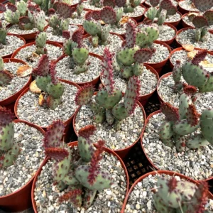 Opuntia Santa Rita Red Prickly Pear Cactus Live Plant 4 inch Pot Outdoor - Image 8