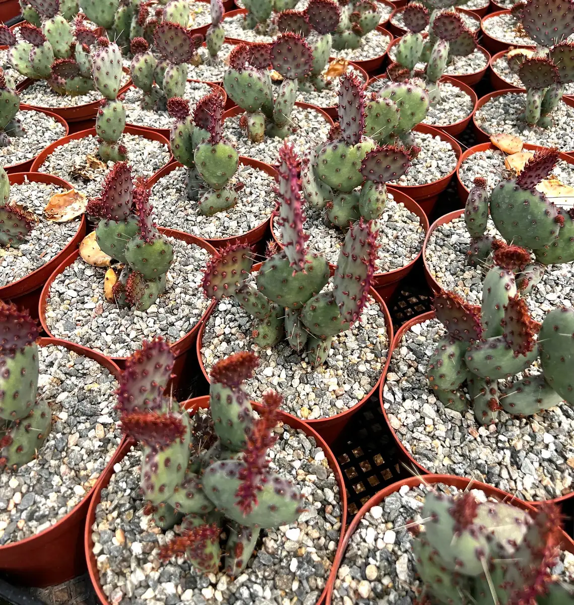 Opuntia Santa Rita Red Prickly Pear Cactus Live Plant 4 inch Pot Outdoor - Image 8