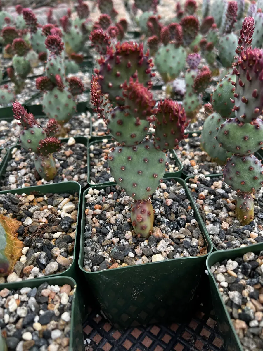 Opuntia Santa Rita Red Prickly Pear Cactus Live Plant 4 inch Pot Outdoor - Image 9