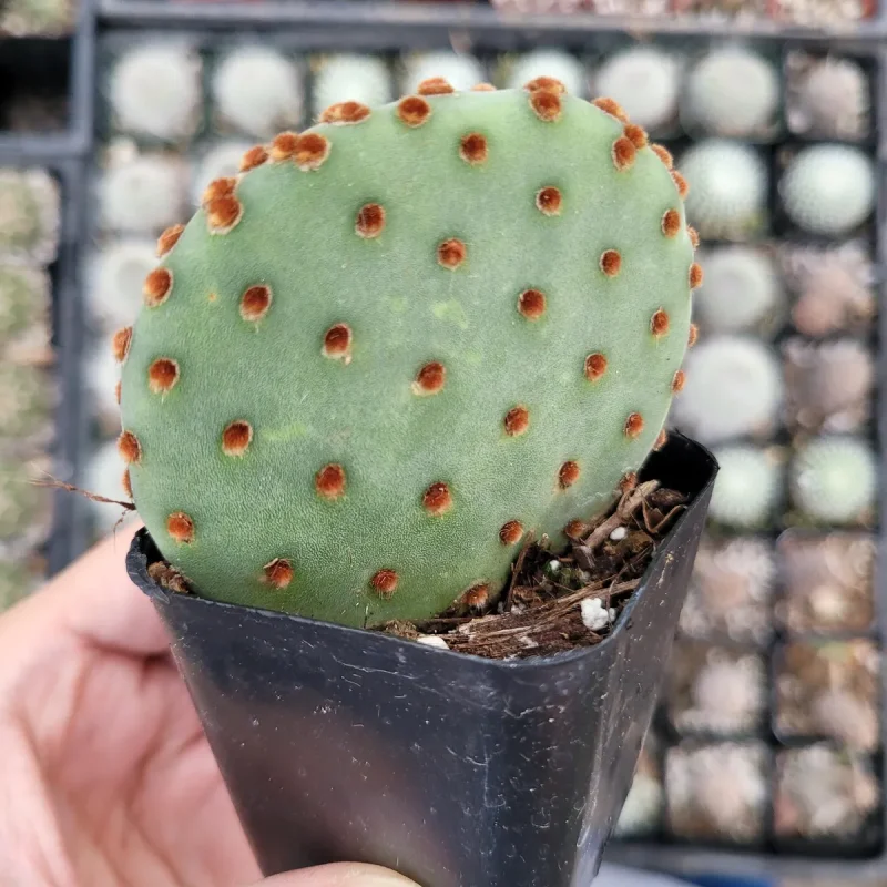 Opuntia Violacea BeaverRita Cactus - Drought-Tolerant Succulent