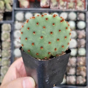 Opuntia Violacea BeaverRita Cactus – Live Succulent Plant – Drought-Tolerant - Image 1