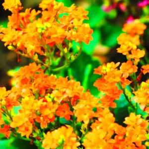 Orange Alyssum Seeds - Sweet Carpet Flower - Perennial - Indoor & Outdoor - Image 2