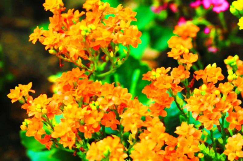 Orange Alyssum Seeds - Sweet Carpet Flower - Perennial - Indoor & Outdoor - Image 2