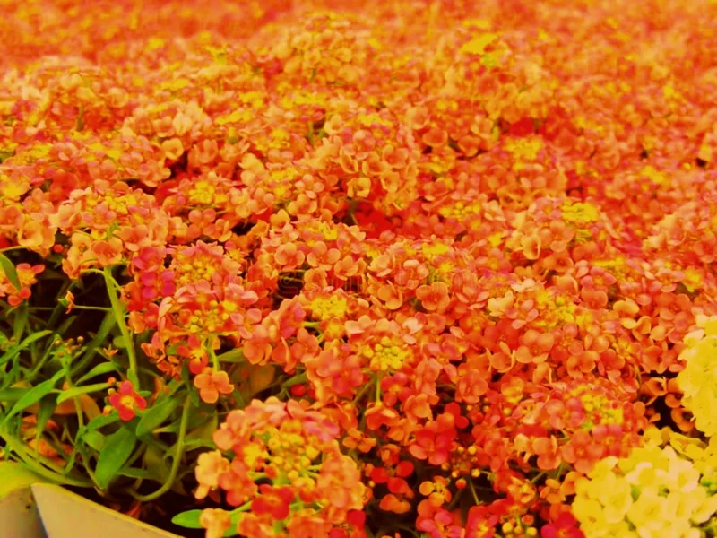 Orange Alyssum Seeds - Sweet Carpet Flower - Perennial - Indoor & Outdoor - Image 1