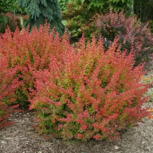 Orange Barberry Live Plant – Sunjoy Tangelo – 4 inch Pot – Outdoor Shrub - Image 1