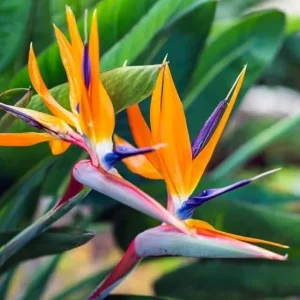 Orange Bird of Paradise Live Plant - 2-Pack Strelitzia Reginae Starter, 4-6" Tall, Tropical Indoor/Outdoor - Image 2