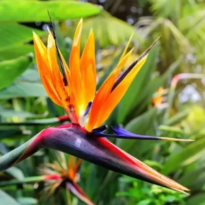 Orange Bird of Paradise Live Plant - 2-Pack Strelitzia Reginae Starter, 4-6" Tall, Tropical Indoor/Outdoor - Image 1