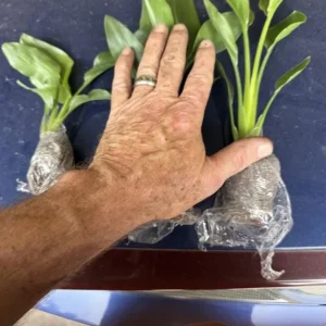 Orange Bird of Paradise Live Plant - 2-Pack Strelitzia Reginae Starter, 4-6