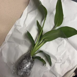 Orange Bird of Paradise Live Plant - 2-Pack Strelitzia Reginae Starter, 4-6