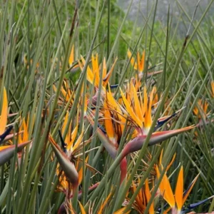 Orange Bird of Paradise Live Plant - 2-Pack Strelitzia Reginae Starter, 4-6