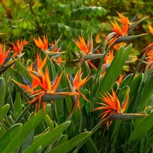 Orange Bird of Paradise Live Plant - 2-Pack Strelitzia Reginae Starter, 4-6