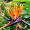 Orange Bird of Paradise Live Plant - Strelitzia reginae 4 inch Pot Tropical - Image 1