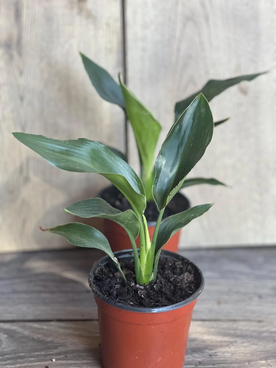 Orange Bird of Paradise Live Plant - Strelitzia reginae 4 inch Pot Tropical - Image 2