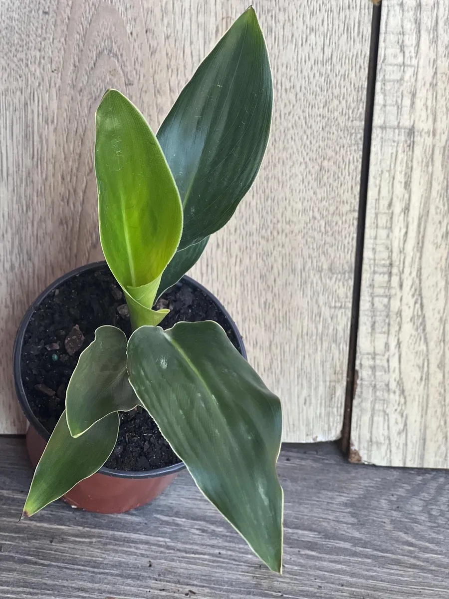 Orange Bird of Paradise Live Plant - Strelitzia reginae 4 inch Pot Tropical - Image 5