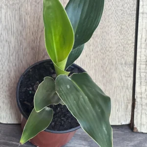 Orange Bird of Paradise Live Plant - Strelitzia reginae 4 inch Pot Tropical - Image 6