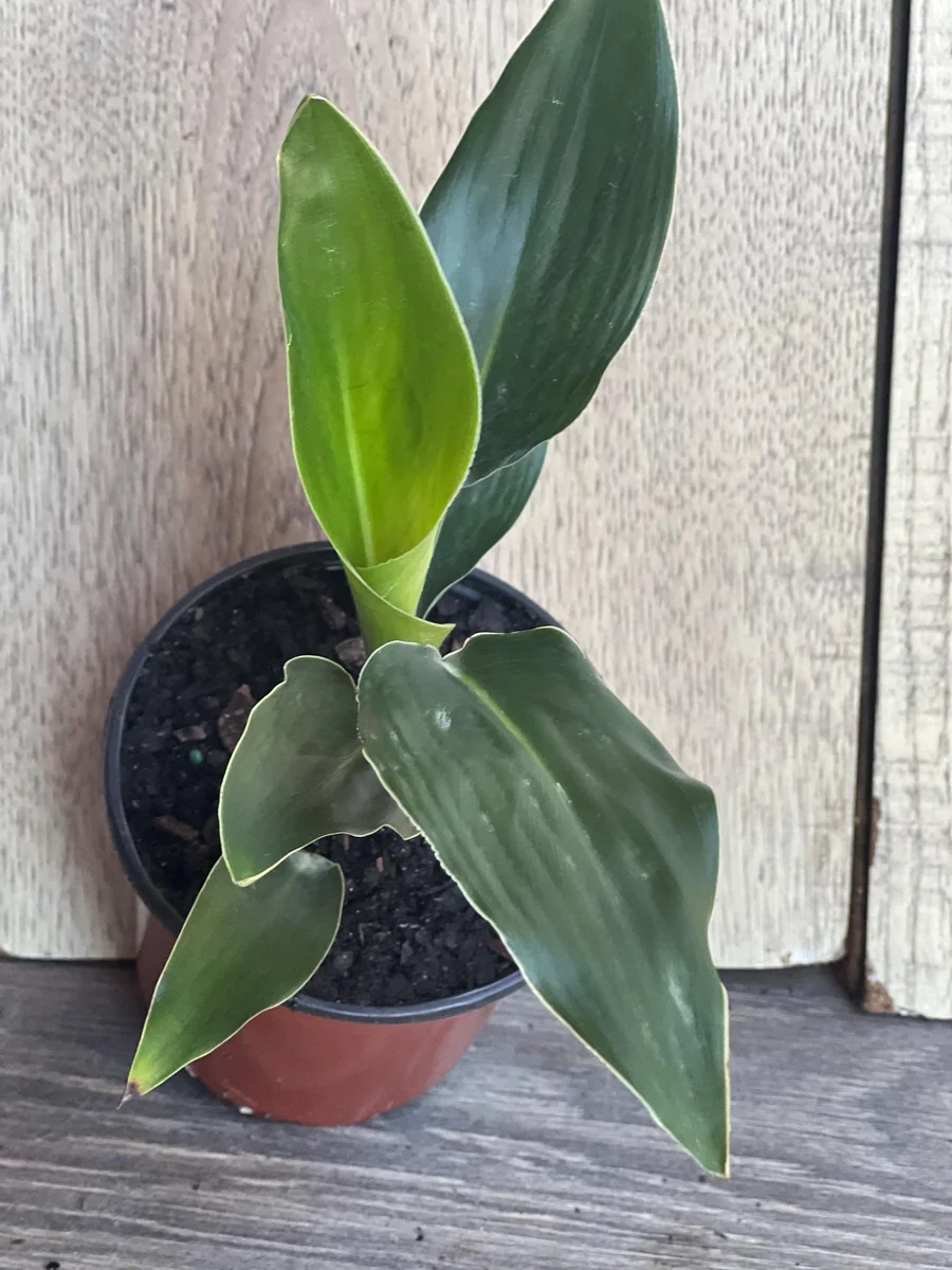 Orange Bird of Paradise Live Plant - Strelitzia reginae 4 inch Pot Tropical - Image 6