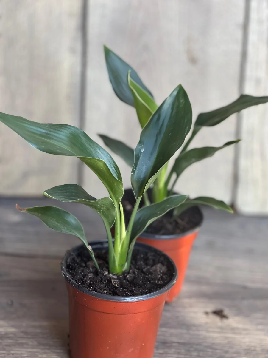 Orange Bird of Paradise Live Plant - Strelitzia reginae 4 inch Pot Tropical - Image 7