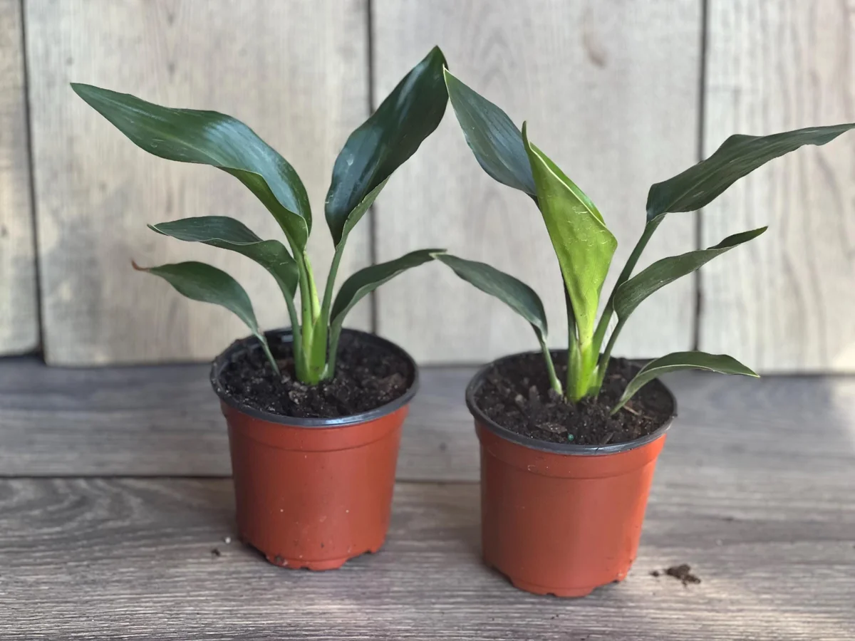 Orange Bird of Paradise Live Plant - Strelitzia reginae 4 inch Pot Tropical - Image 8