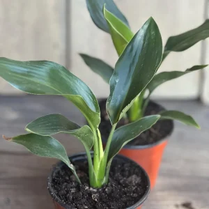 Orange Bird of Paradise Live Plant - Strelitzia reginae 4 inch Pot Tropical - Image 9