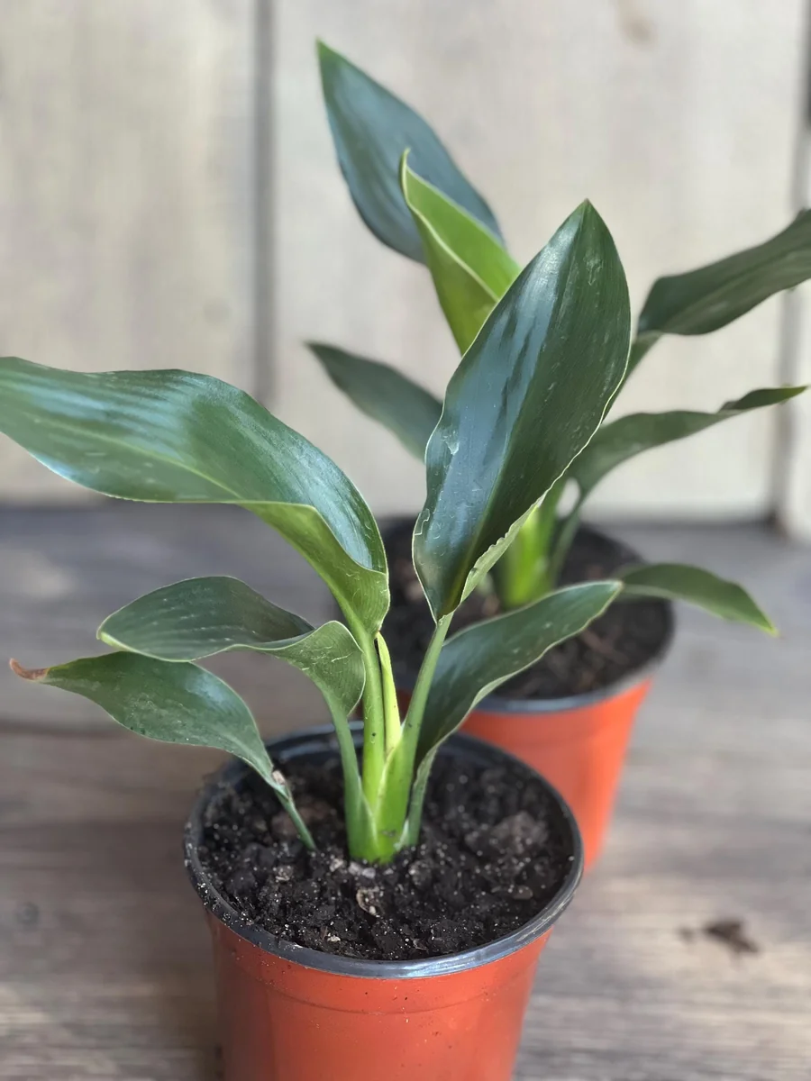 Orange Bird of Paradise Live Plant - Strelitzia reginae 4 inch Pot Tropical - Image 9