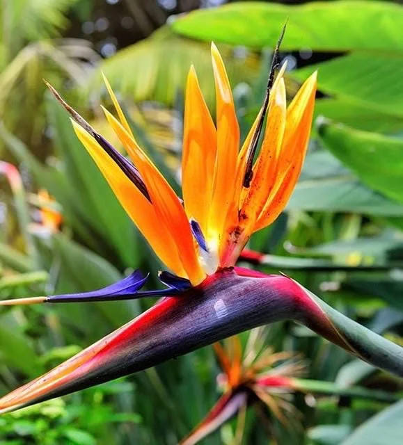 Orange Bird of Paradise Live Plant - Strelitzia reginae 4 inch Pot Tropical - Image 1