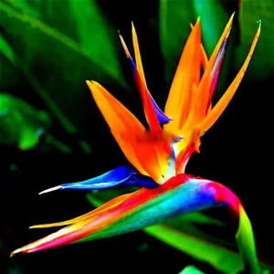 Orange Bird of Paradise Seeds - Strelitzia reginae Tropical Crane Flower 10 Seeds - Image 1