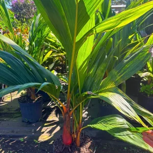 Orange Crownshaft Palm – Areca Vestiaria Live Plant – 3 Gallon Pot – Exotic Indoor/Outdoor - Image 3