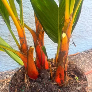 Orange Crownshaft Palm – Areca Vestiaria Live Plant – 3 Gallon Pot – Exotic Indoor/Outdoor - Image 4