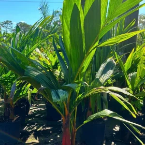 Orange Crownshaft Palm – Areca Vestiaria Live Plant – 3 Gallon Pot – Exotic Indoor/Outdoor - Image 6