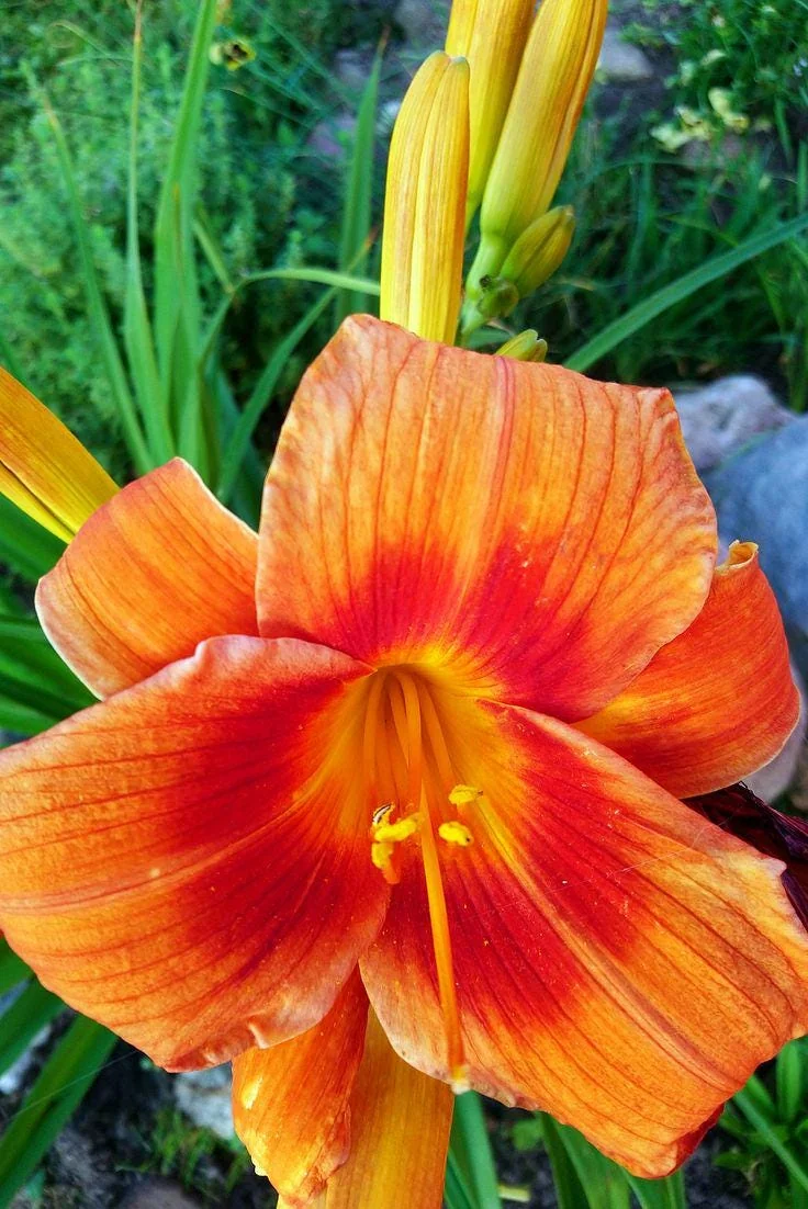 Orange Daylily Bare-root Plant - Hemerocallis fulva - Outdoor Perennial - Image 2