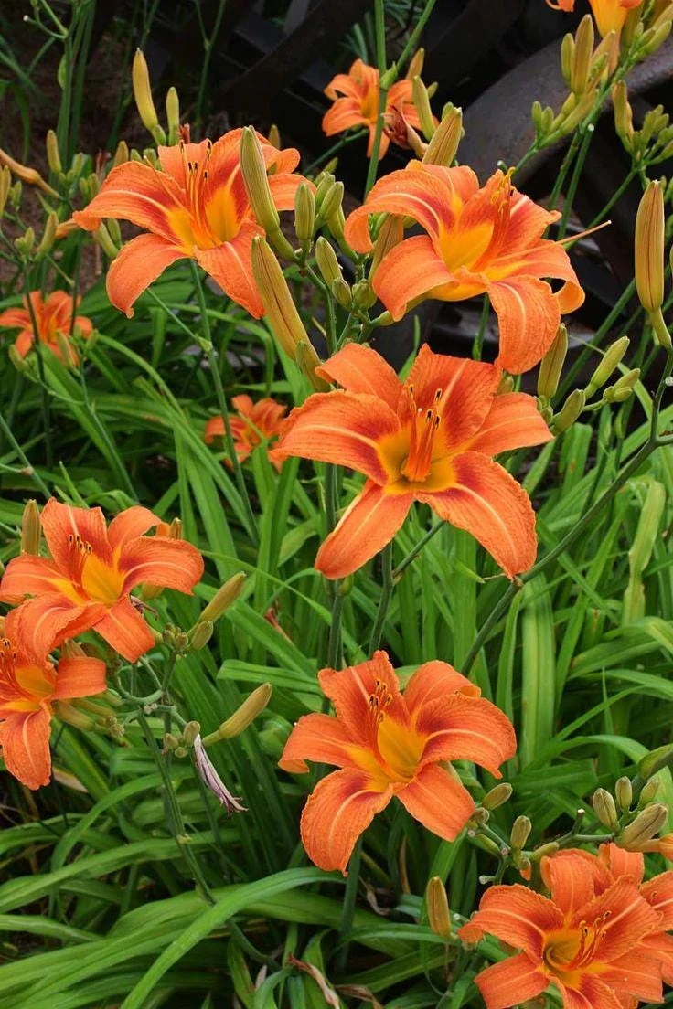 Orange Daylily Bare-root Plant - Hemerocallis fulva - Outdoor Perennial - Image 3