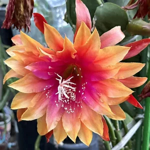 Orange Epiphyllum Orchid Cactus Live Plant – 2 Pack – Rooted Cuttings – 4 inch Pot - Image 2