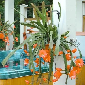 Orange Epiphyllum Orchid Cactus Live Plant – 2 Pack – Rooted Cuttings – 4 inch Pot - Image 3