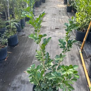 Orange Jasmine Live Plant – 3 Gallon Pot – Fragrant Shrub – Indoor/Outdoor - Image 2