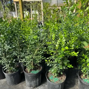 Orange Jasmine Live Plant – 3 Gallon Pot – Fragrant Shrub – Indoor/Outdoor - Image 3