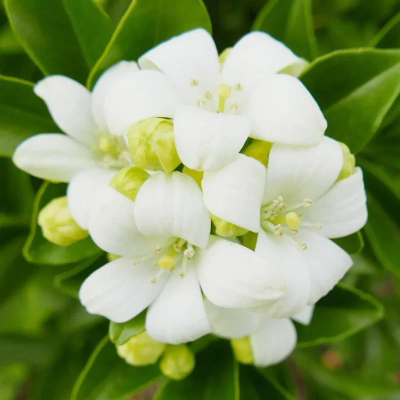 Orange Jasmine Live Plant – 3 Gallon Fragrant Shrub