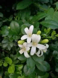 Orange Jasmine Live Plant – Murraya paniculata – 6 Inch Tall in 4 Inch Pot – Fragrant Tropical Shrub - Image 2