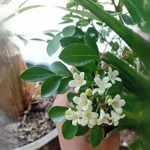 Orange Jasmine Live Plant - Murraya Paniculata, 6