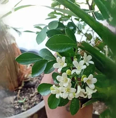 Orange Jasmine Live Plant - Murraya Paniculata, 6" Tall in 4" Pot - Image 3