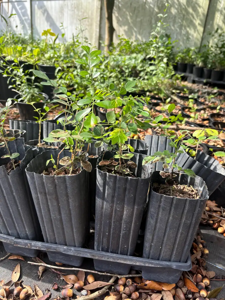 Orange Jasmine Live Plant - Murraya Paniculata, 6" Tall in 4" Pot - Image 6