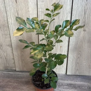 Orange Jasmine Live Plant - Murraya Paniculata, Fragrant Flowers, 6" Pot - Image 2