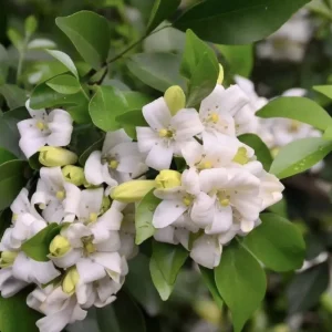Orange Jasmine Live Plant - Murraya Paniculata, Fragrant Flowers, 6" Pot - Image 1