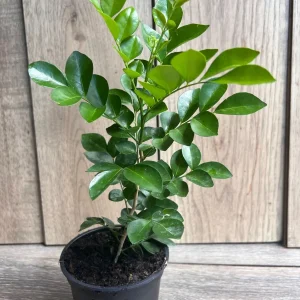 Orange Jasmine Plant in 4" Pot, Fragrant White Flowers - Image 2