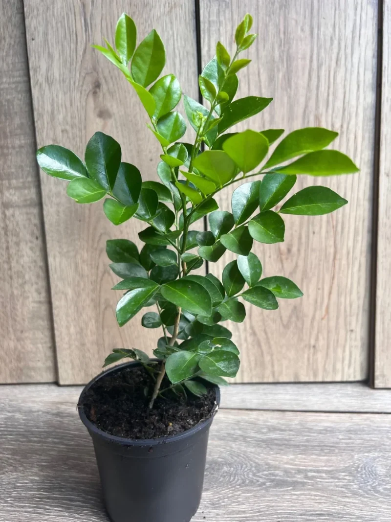 Orange Jasmine Plant in 4