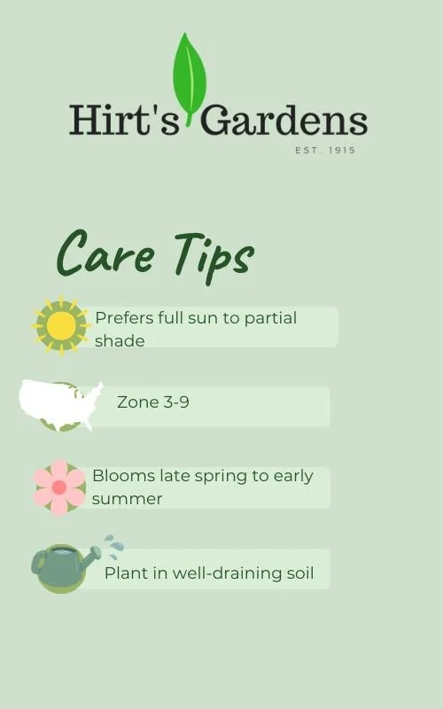 Orange Marmalade Viridiflora Tulip Bulbs - 5 Pack - 12/+ cm Bulb Size - Image 2