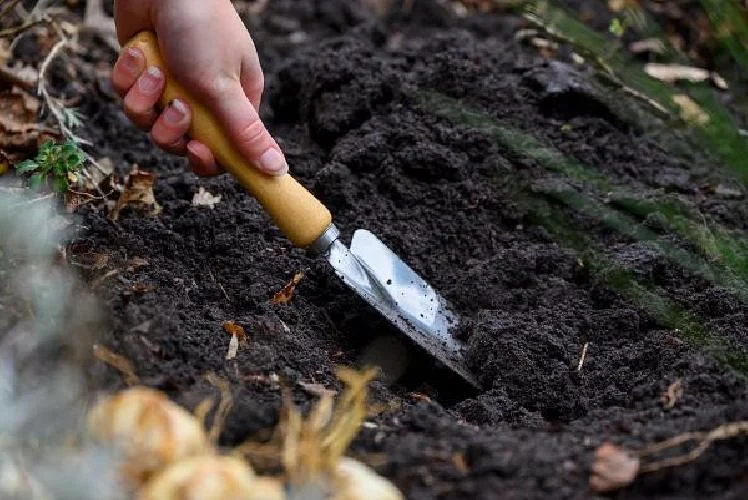 Orange Marmalade Viridiflora Tulip Bulbs - 5 Pack - 12/+ cm Bulb Size - Image 3