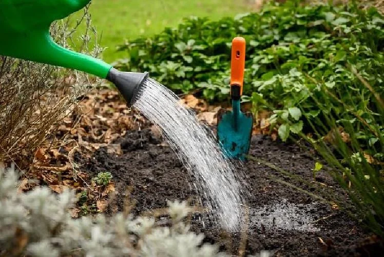 Orange Marmalade Viridiflora Tulip Bulbs - 5 Pack - 12/+ cm Bulb Size - Image 4