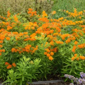 Orange Milkweed Live Plants - Asclepias perennis - Set of 2, 3-6